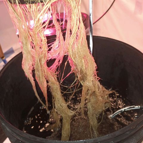 Northern lights Autoflower growlog timeline photo