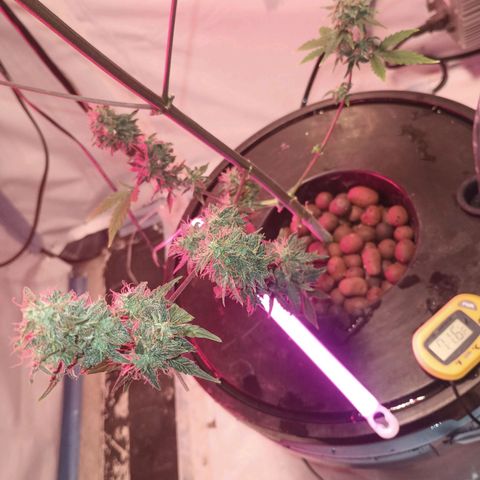 Northern lights Autoflower growlog timeline photo