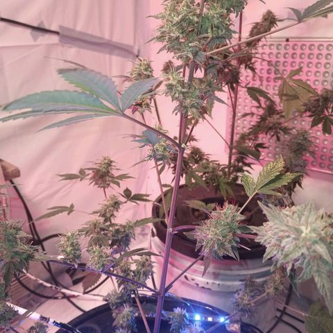 Northern lights Autoflower growlog timeline photo