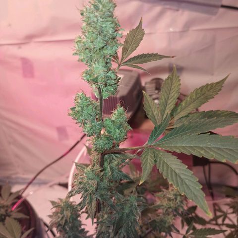 Northern lights Autoflower growlog timeline photo