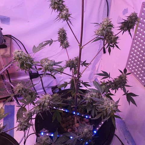 Northern lights Autoflower growlog timeline photo