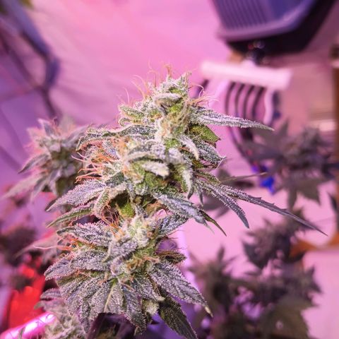 Northern lights Autoflower growlog timeline photo
