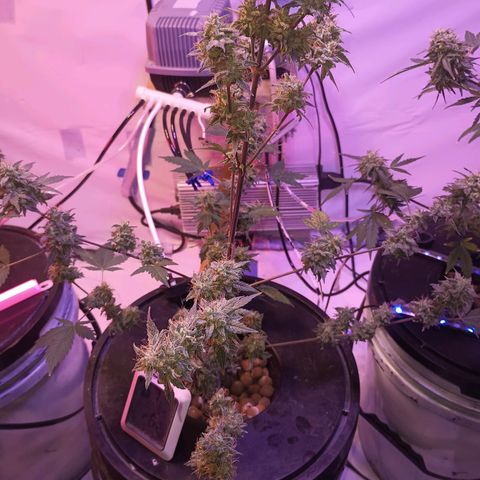 Northern lights Autoflower growlog timeline photo