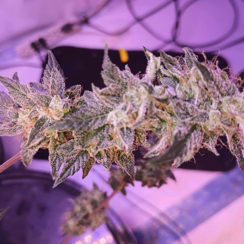 Northern lights Autoflower growlog timeline photo