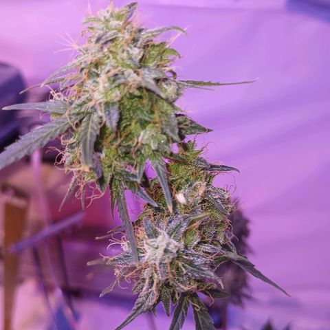 Northern lights Autoflower growlog timeline photo