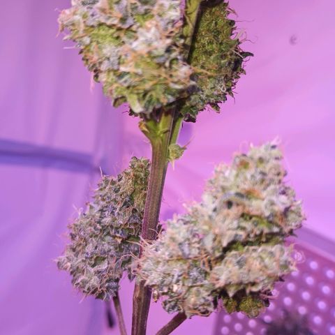 Northern lights Autoflower growlog timeline photo