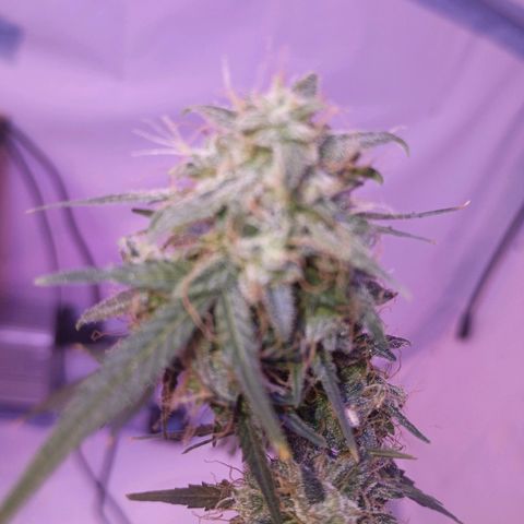 Northern lights Autoflower growlog timeline photo