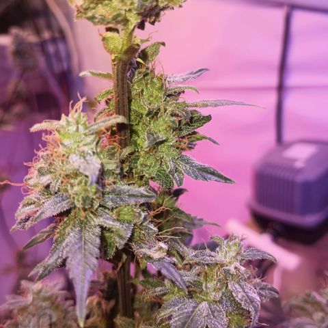 Northern lights Autoflower growlog timeline photo