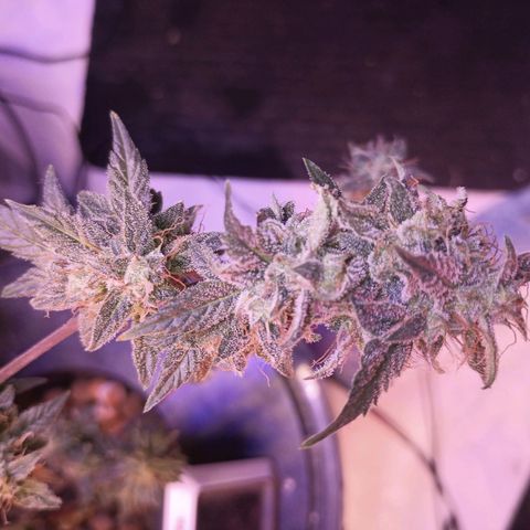 Northern lights Autoflower growlog timeline photo