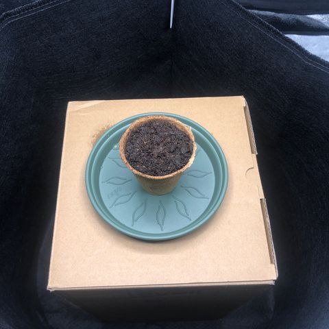 Critical Kush (nickname MEGARA) growlog photo: Tag 1 
Directly after planting the hatched seed.