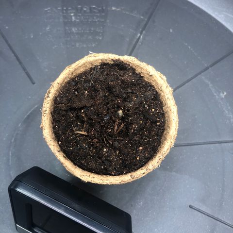 Critical Kush (nickname MEGARA) growlog photo: Tag 2
