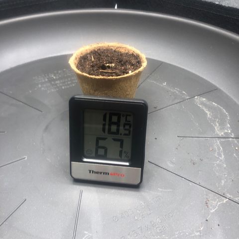 Critical Kush (nickname MEGARA) growlog photo: Day 3 
After realising it broke the earth again. 
Pretty strong lil bro.