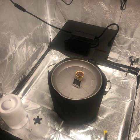 Critical Kush (nickname MEGARA) growlog photo: Day 3 
After realising it broke the earth again. 
Pretty strong lil bro.