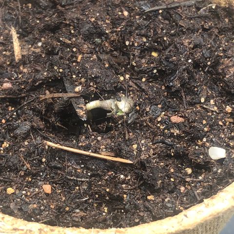 Critical Kush (nickname MEGARA) growlog photo: Day 3 
After realising it broke the earth again. 
Pretty strong lil bro.