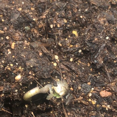 Critical Kush (nickname MEGARA) growlog photo: Day 3 
After realising it broke the earth again. 
Pretty strong lil bro.