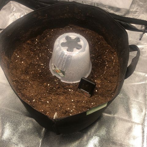 Critical Kush (nickname MEGARA) growlog photo: Day 3
Put into the final fabric pot.