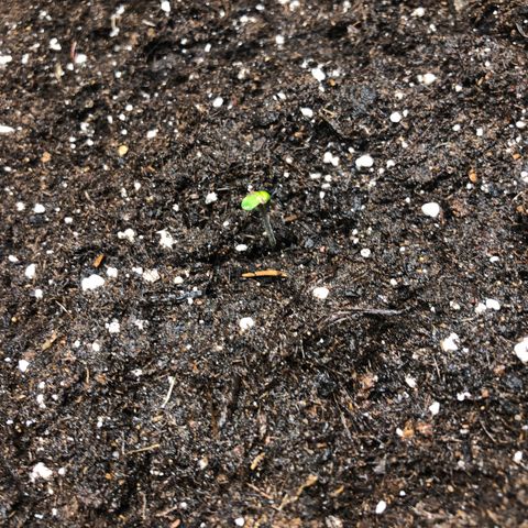 Critical Kush (nickname MEGARA) growlog photo: Day 4 

First leaf’s, little red tip, maybe some stress from planting. 
