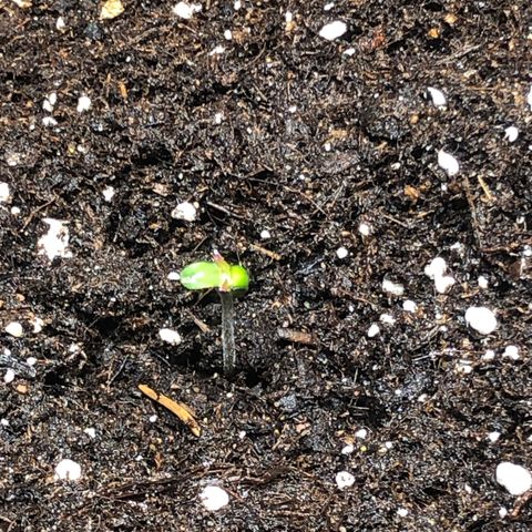 Critical Kush (nickname MEGARA) growlog photo: Day 4 

First leaf’s, little red tip, maybe some stress from planting. 