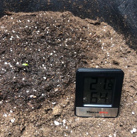 Critical Kush (nickname MEGARA) growlog photo: Day 4 

First leaf’s, little red tip, maybe some stress from planting. 