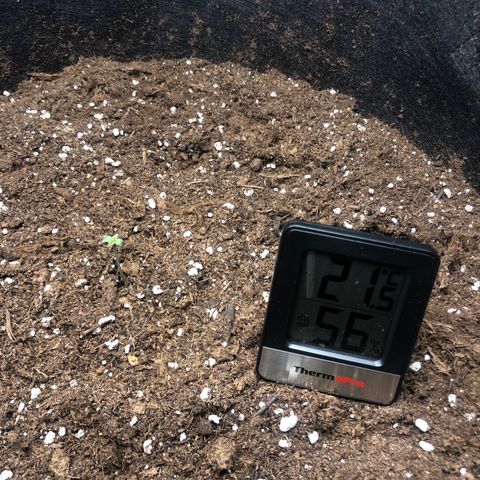 Critical Kush (nickname MEGARA) growlog photo: Day 5 
Red colour around the first leaves tips, never seen before kinda concerning. 