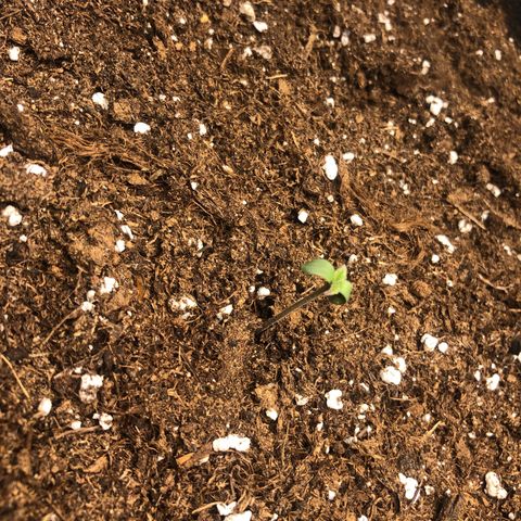 Critical Kush (nickname MEGARA) growlog photo: Day 5 
Red colour around the first leaves tips, never seen before kinda concerning. 