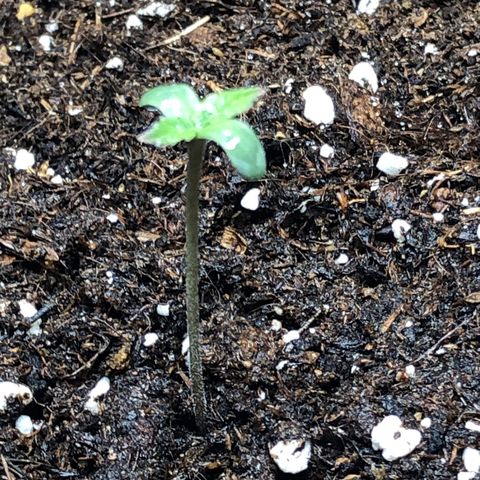 Critical Kush (nickname MEGARA) growlog photo: Day 6 

Again too warm in the tent. 