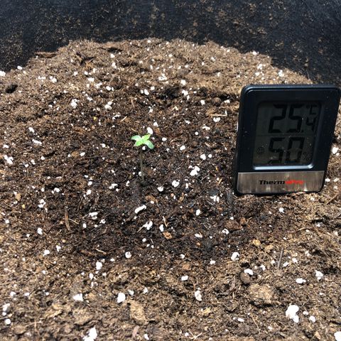 Critical Kush (nickname MEGARA) growlog photo: Day 6 

Again too warm in the tent. 
