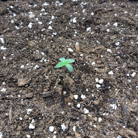 Critical Kush (nickname MEGARA) growlog photo: Day 6 

Pretty decent inside the tent. 