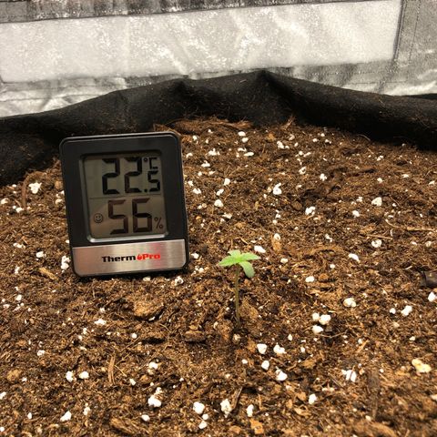 Critical Kush (nickname MEGARA) growlog photo: Day 6 

Pretty decent inside the tent. 