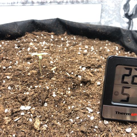 Critical Kush (nickname MEGARA) growlog photo: Day 8 

