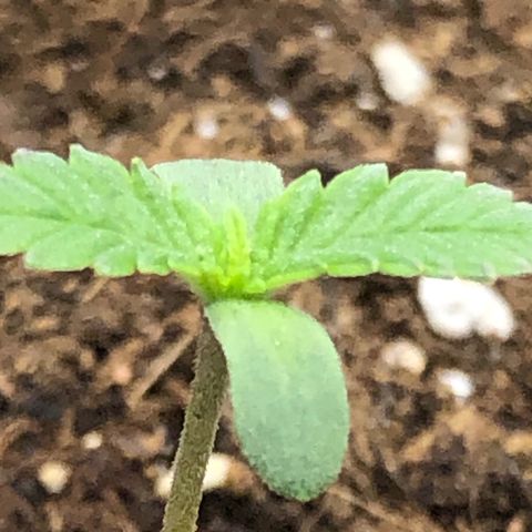 Critical Kush (nickname MEGARA) growlog photo: Day 8 

