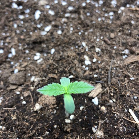 Critical Kush (nickname MEGARA) growlog photo: Day 8 

