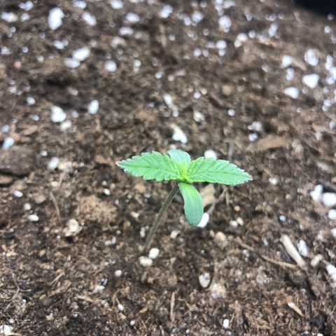 Critical Kush (nickname MEGARA) growlog photo: Day 9

Fighting against the cold. Dropping below 20 celsius constantly.