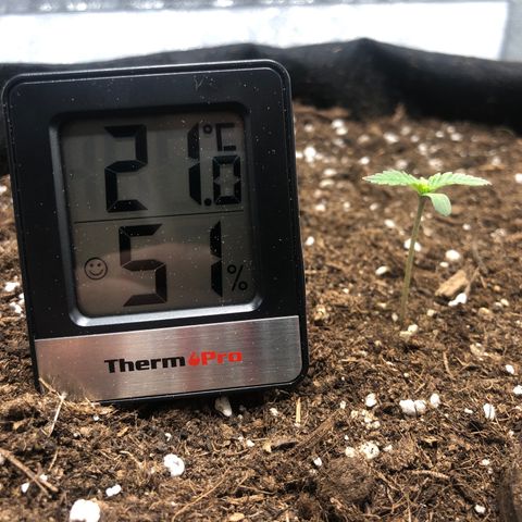 Critical Kush (nickname MEGARA) growlog timeline photo