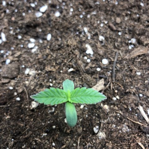 Critical Kush (nickname MEGARA) growlog timeline photo