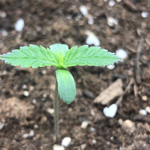 Critical Kush (nickname MEGARA) growlog timeline photo