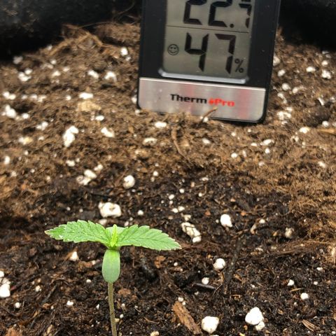 Critical Kush (nickname MEGARA) growlog photo: Day 10 

Low temperature in Germany is a pretty big problem at the moment. 