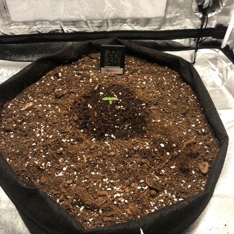 Critical Kush (nickname MEGARA) growlog photo: Day 10 

Low temperature in Germany is a pretty big problem at the moment. 
