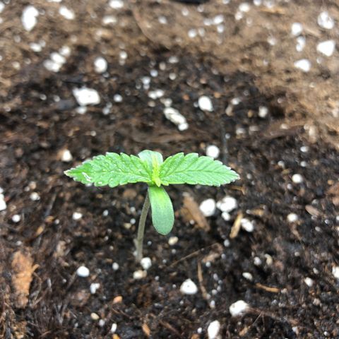 Critical Kush (nickname MEGARA) growlog photo: Day 10 

Low temperature in Germany is a pretty big problem at the moment. 