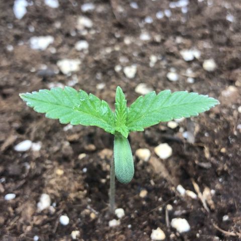 Critical Kush (nickname MEGARA) growlog photo: Day 11

Low RH in the tent. 