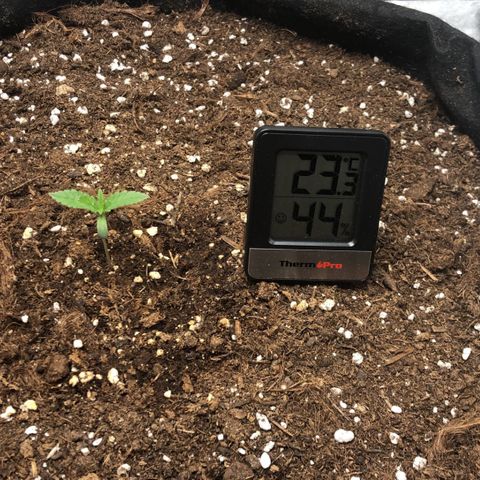 Critical Kush (nickname MEGARA) growlog photo: Day 11

Low RH in the tent. 