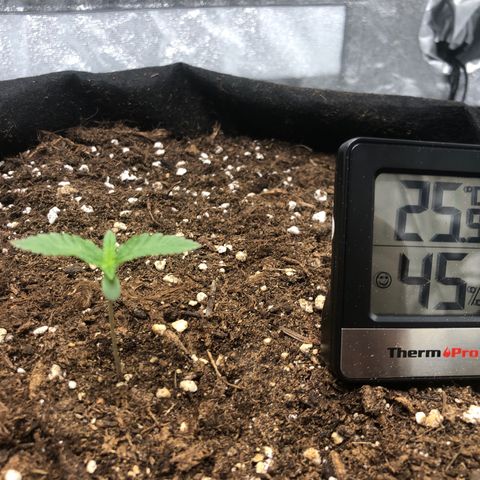 Critical Kush (nickname MEGARA) growlog photo: Day 12 