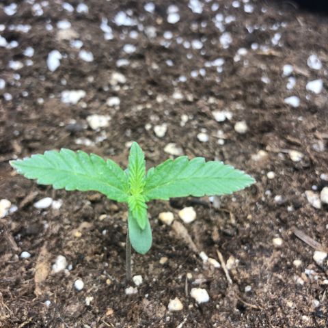 Critical Kush (nickname MEGARA) growlog photo: Day 12 