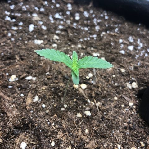 Critical Kush (nickname MEGARA) growlog photo: Day 12 