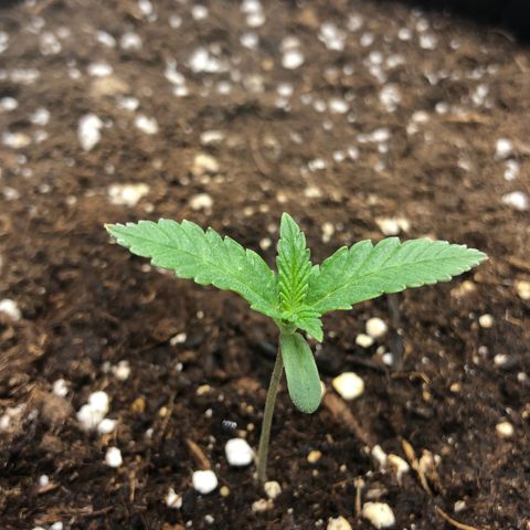 Critical Kush (nickname MEGARA) growlog photo: Day 12 
