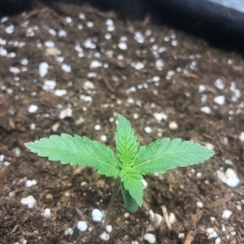 Critical Kush (nickname MEGARA) growlog timeline photo