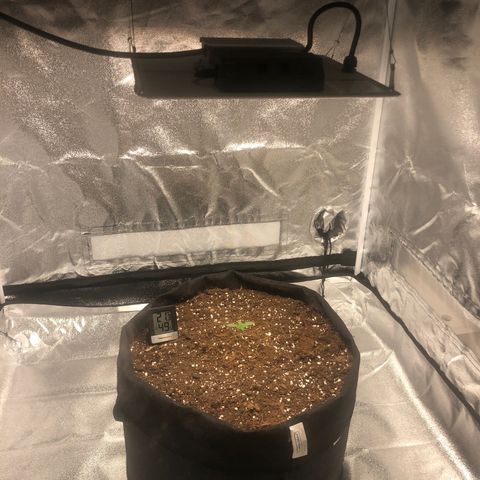 Critical Kush (nickname MEGARA) growlog timeline photo