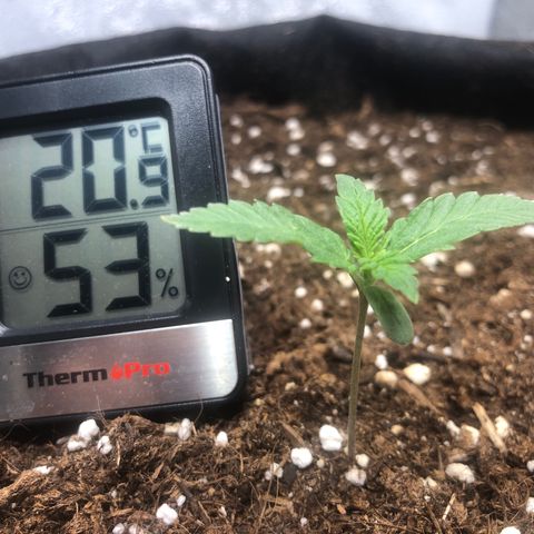 Critical Kush (nickname MEGARA) growlog timeline photo