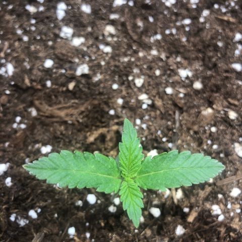 Critical Kush (nickname MEGARA) growlog timeline photo