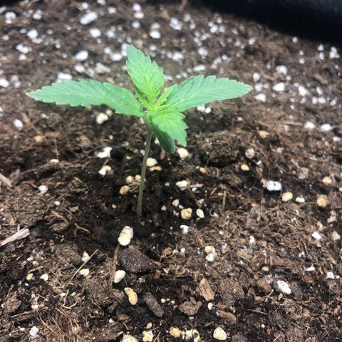 Critical Kush (nickname MEGARA) growlog photo: Day 14

Humidity was at 61%, but I let the tent open for a moment to long. 